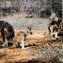 Australie - Maman et bébé kangourou