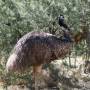 Australie - Un émeu dont la viande est, paraît-il, très bonne (mais on n