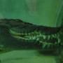 Australie - Terry le Terrrrible croco