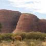 Australie - Dromadaire en liberté