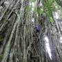 Vanuatu - Banian tree