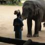 Thaïlande - elephant conservation center- Chiang Mai