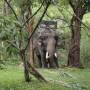 Thaïlande - elephant conservation center- Chiang Mai