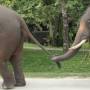 Thaïlande - elephant conservation center- Chiang Mai