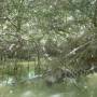 Mexique - Passage en lancha dans un tunnel de mangrove: On se baignera un peu plus loin dans "el ojo de agua" sorte de marre naturelle ou l