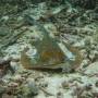 Indonésie - Une jolie blue spotted ray