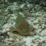 Indonésie - Une jolie blue spotted ray