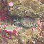 Indonésie - Tortue
