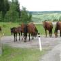 Canada - des chevaux sauvages