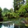 Nouvelle-Zélande - Forest near Rotorua