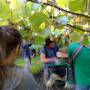 Nouvelle-Zélande - Picking kiwis