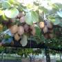 Nouvelle-Zélande - Picking kiwis