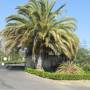 USA - Les palmiers de la Californie