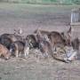Australie - 