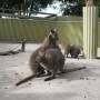 Australie - 