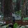 USA - Muir Forest