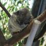 USA - Zoo de San Diego
