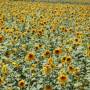 Kirghizistan - Vallées de tournesols. La piste est bordée de pommiers!