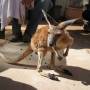 Australie - 