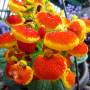 Inde - 