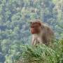 Inde - Macaque penseur