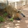 Argentine - le fameux coati