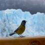 Argentine - Glacier Perito Moreno