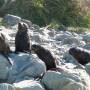 Nouvelle-Zélande - Kaikoura