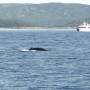 Canada - Baleine