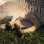 Australie - 