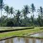 Indonésie - Rizière à Ubud