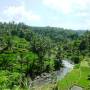 Indonésie - Rizières à Ubud