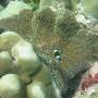 Thaïlande - Croisière plongée et snorkeling 2 jours îles Similan
