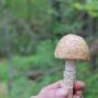 Canada - Identifier ce champignon.