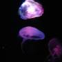 Australie - 