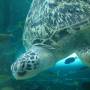 Australie - 