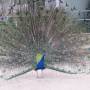 Australie - 