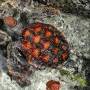 Polynésie française - Tortue rescapee dans un hopital pour tortues, Moorea