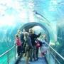 Australie - Aquarium of Melbourne