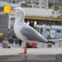 Australie - 