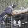 Australie - 