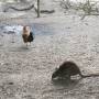 Australie - 