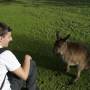Australie - 