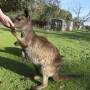 Australie - 