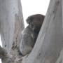 Australie - 