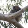 Australie - 