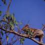 Australie - 