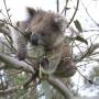 Australie - 