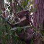 Australie - 