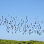 Australie - 